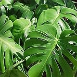 Philodendron Split Leaf Monstera deliciosa Folage Plant [PF008]