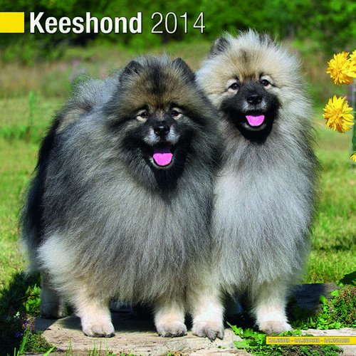 Keeshond 2014 Wall Calendar