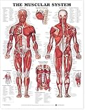 The Muscular System Anatomical Chart