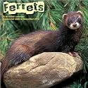 Ferrets 2010 Wall Calendar