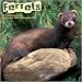 Ferrets 2010 Wall Calendar