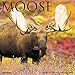 2016 Moose Wall Calendar