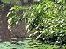Saturnalia Sweetspire (Itea virginica 'Saturnalia')