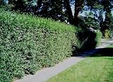 100X  Green Privet Hedging, Hedge, Hedges - 40-60cm - BAREROOT