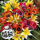 国華園　球根　チューリップ　原種系チューリップ福袋（3～4品種見計らい・名称付）　40球以上