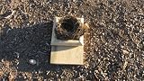Bird Nest