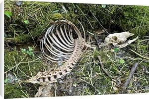Red deer skeleton Canvas Print