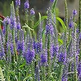 ベロニカ・ロンギフォリア