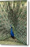 IMAGE OF A View Of An Indian Peacock With Tail Canvas Print / Canvas Art - Artist Norbert Rosing