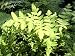 Royal Fern (Osmunda regalis)