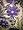 Gift For Womens-purple Reversible Pashmina Jamavar Woven Scarf,shawl India Free Shipp Image #5