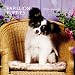 Papillon Puppies 2010 Mini Wall