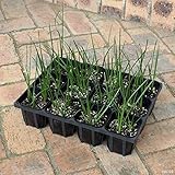 タマスダレ[玉簾・ゼフィランサス]：白花3号ポット 12株セット