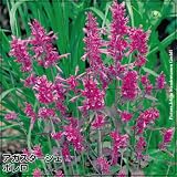 【メール便配送】　国華園　花たね　切花向き多年草　アガスターシェ　ボレロ　1袋(約30粒)