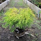 庭木：フィリフェラオーレア(小)　w:30cm