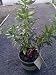 Daphne Odora Super One Gallon Plant