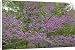 Canvas Prints of CAN-3220 Redbud - Native to much of Eastern and Central U.S from Ardea Wildlife Pets
