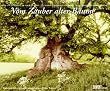 Vom Zauber alter B�ume - Fotokunst-Kalender 2008
