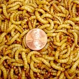 2000ct Live Mealworms, Pet Food for Reptile, Birds, and Fish (Free Shipping)