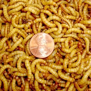 500ct Mealworms Live Reptile, Bird, Fish Food (Free Shipping)