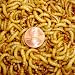 2000ct Live Mealworms, Pet Food for Reptile, Birds, and Fish (Free Shipping)