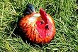 Portly Rooster - Medium
