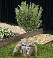 Single Rosemary Tree