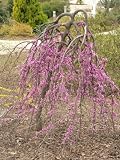 Cercis Canadensis Lavender Twist - 'Redbud Lavender Twist'