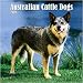 Australian Cattle Dogs 2008 Wall Calendar