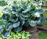 Big Daddy Hosta - Very Large Hosta - 3' Spread -Potted!