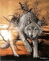 Spirit Of Wolf Art Print POSTER animal Native American - 16" x 20"