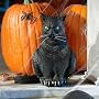 Life-Size Halloween Cat