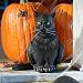 Life-Size Halloween Cat