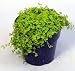 Golden Baby Tears Plant - 4