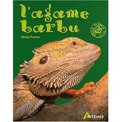 L'agame barbu