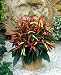Medusa Sweet Pepper Plant