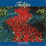 Tulips 2008 Wall Calendar (German, French, Spanish and English Edition)