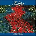 Tulips 2008 Wall Calendar