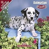 PUPPIES: Dalmatian 2009 Wall Calendar 12 X 12
