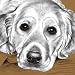 Golden Retriever - Alchemy Range Card