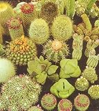 Outdoor Living : Cactus & Succulent 100 Seeds-Barrel/Column/Old Man etc.