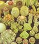 Cactus & Succulent 100 Seeds-Barrel/Column/Old Man etc.