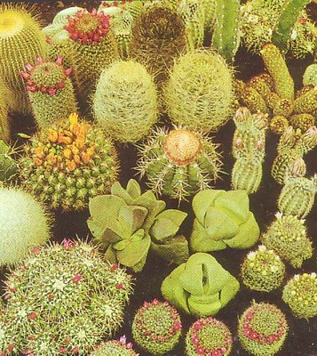 Cactus & Succulent 100 Seeds-Barrel/Column/Old Man etc.