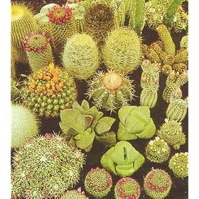 Cactus & Succulent 100 Seeds-Barrel/Column/Old Man etc.