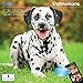 LittleGifts Dalmatian 2016 Calendar (1238)