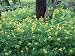 Corydalis Lutea, flowers late spring to middle of 