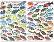 Innovative Fish ID Card