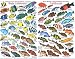 Innovative Fish ID Card Marine Invertebrates