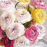 国華園 秋植え球根 ラナンキュラス ピコティミックス(無選別) 16球