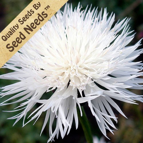 1,500 Flower Seeds, Cornflower 1,500 Flower Seeds, Cornflower